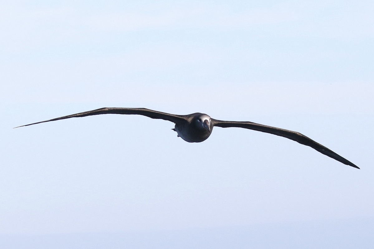 Black-footed Albatross - ML609822343