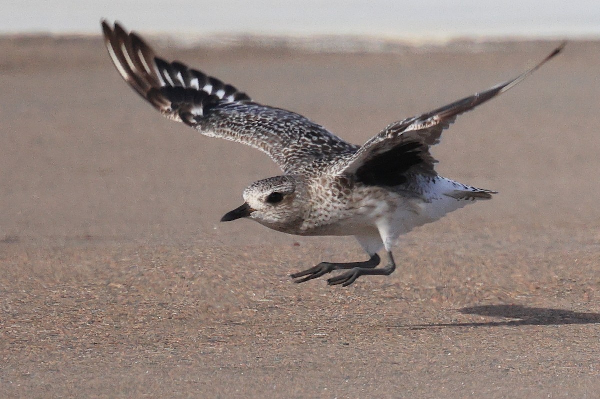 Black-bellied Plover - ML609822599