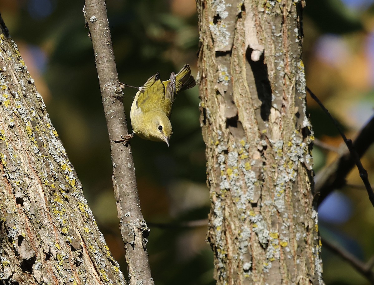 Tennessee Warbler - ML609822649