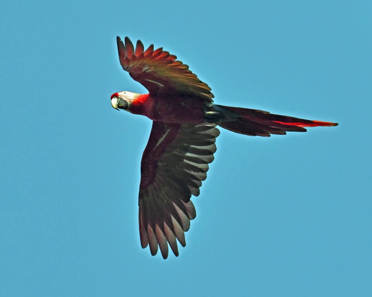 Scarlet Macaw - ML609822698