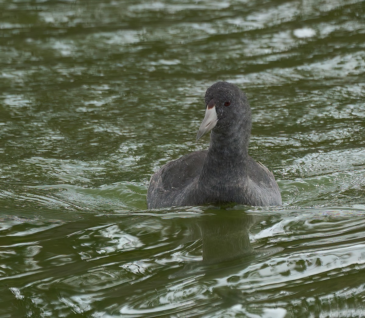 American Coot - ML609822714