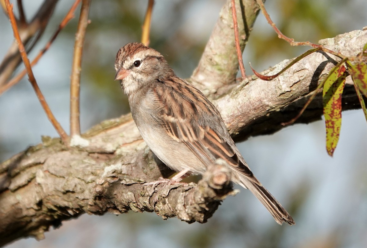 Chipping Sparrow - ML609822716