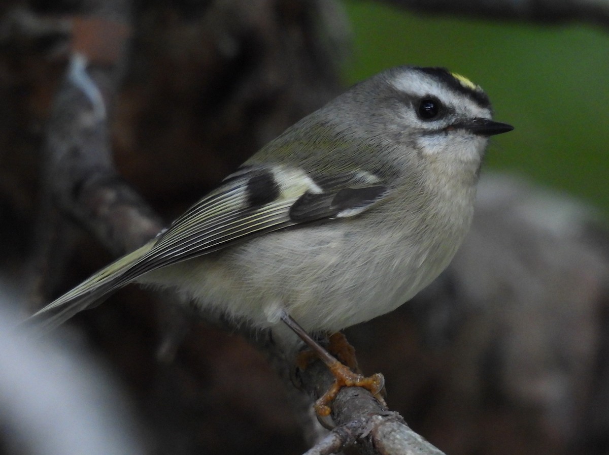 Golden-crowned Kinglet - ML609822870