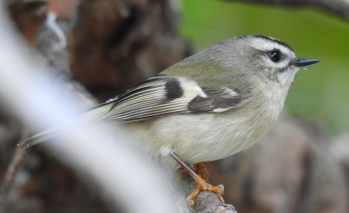 Golden-crowned Kinglet - ML609822871