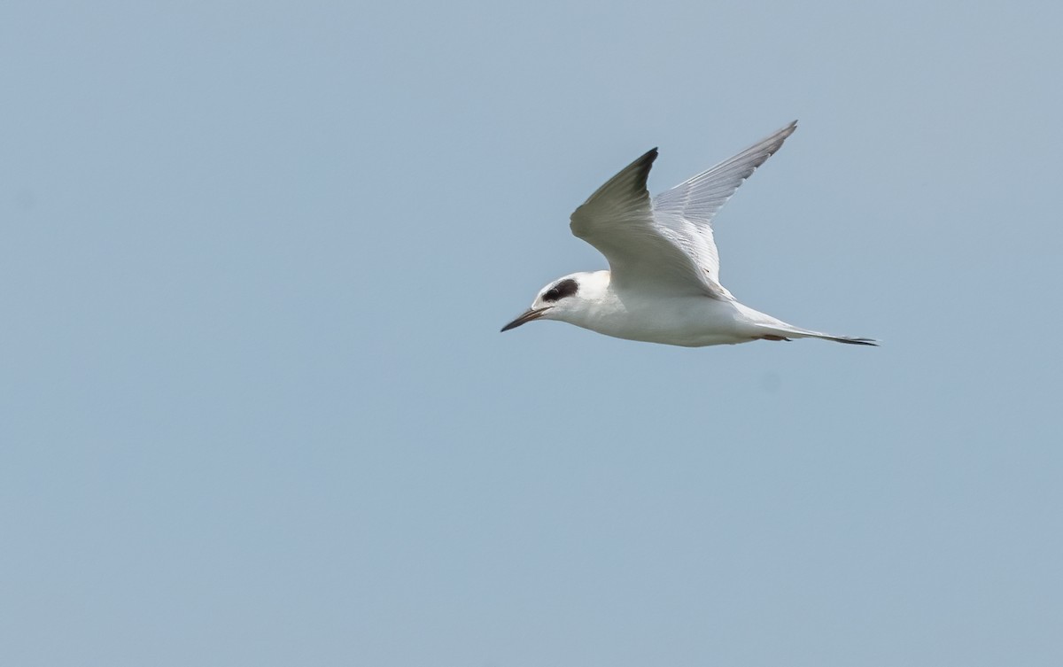 Forster's Tern - ML609822877