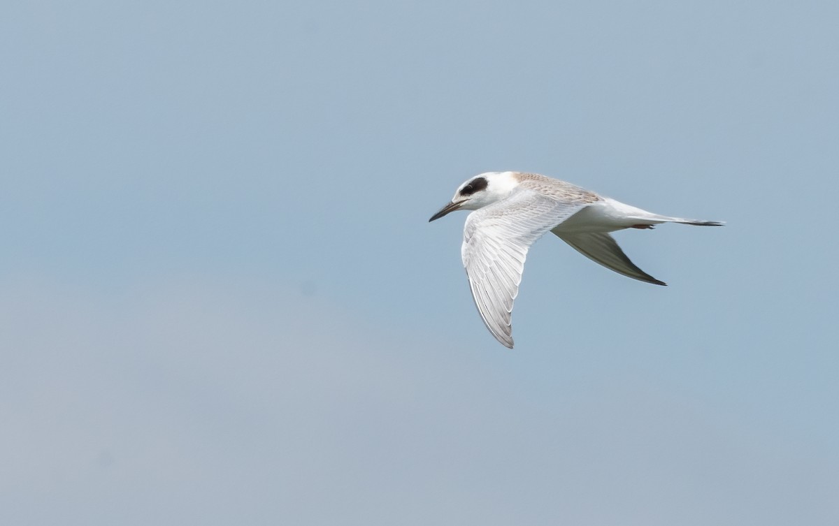 Forster's Tern - ML609822878