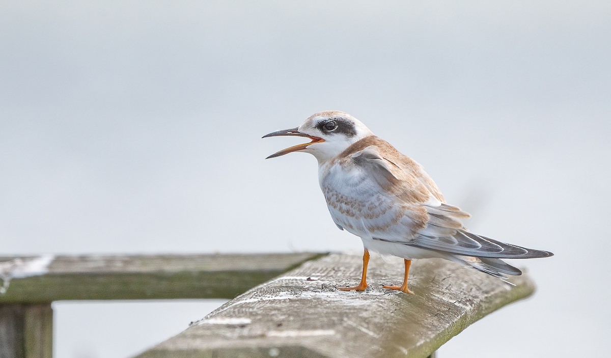 Forster's Tern - ML609822879