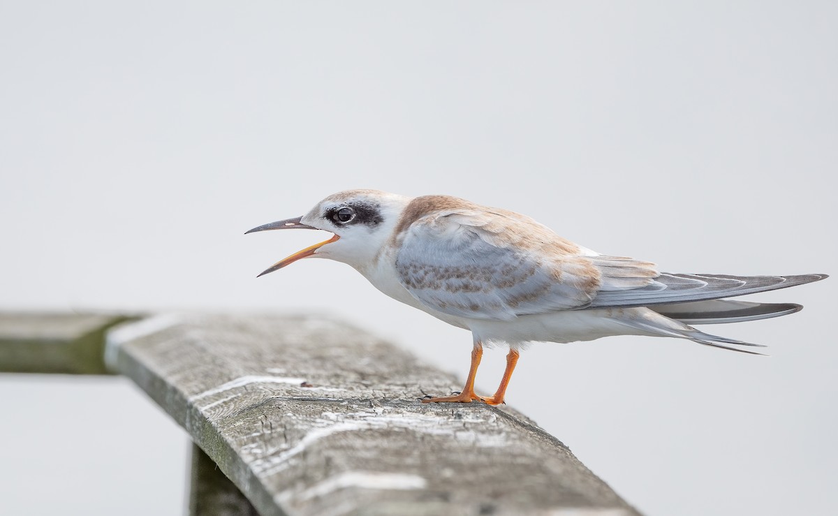 Forster's Tern - ML609822880