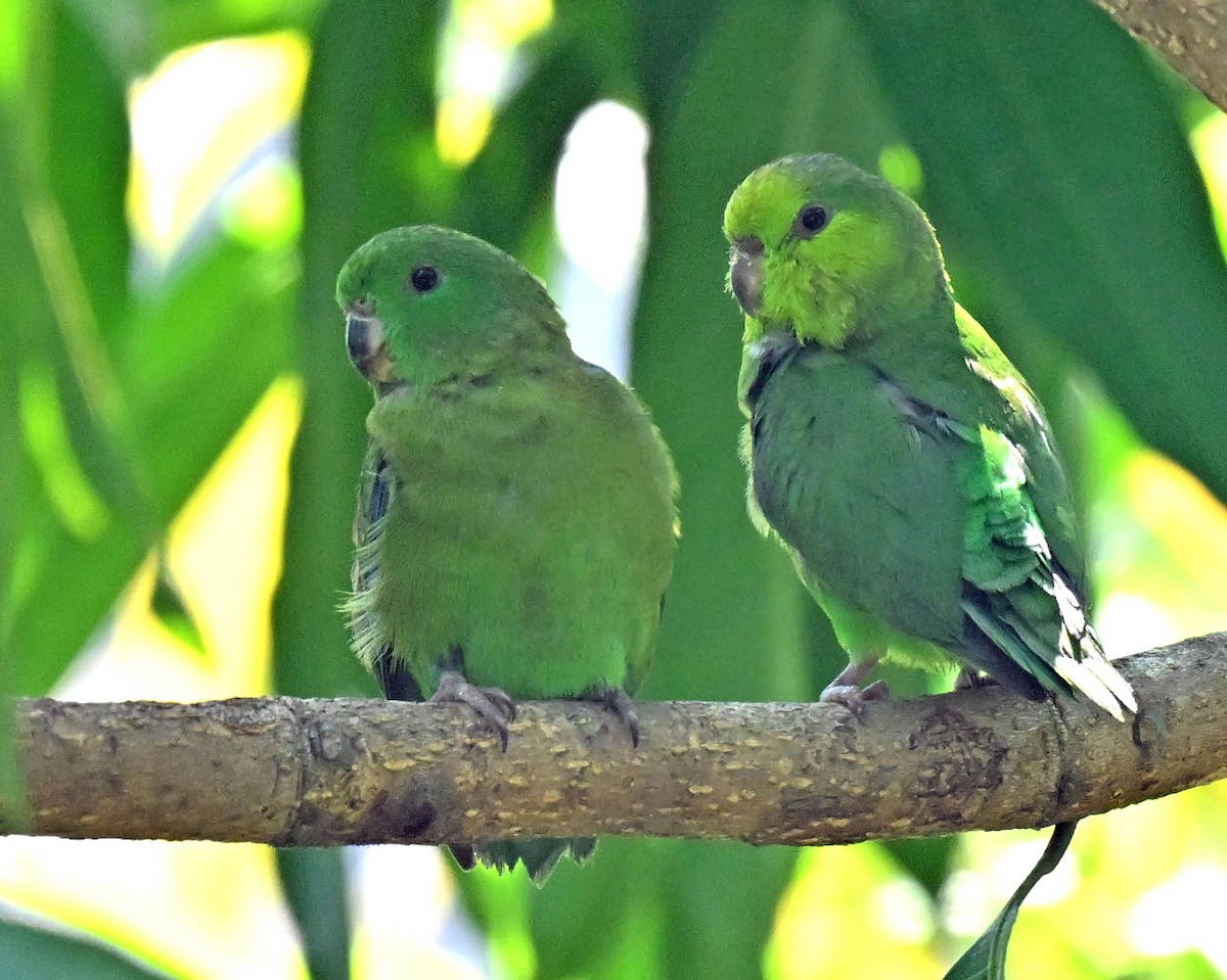 Dusky-billed Parrotlet - ML609822899