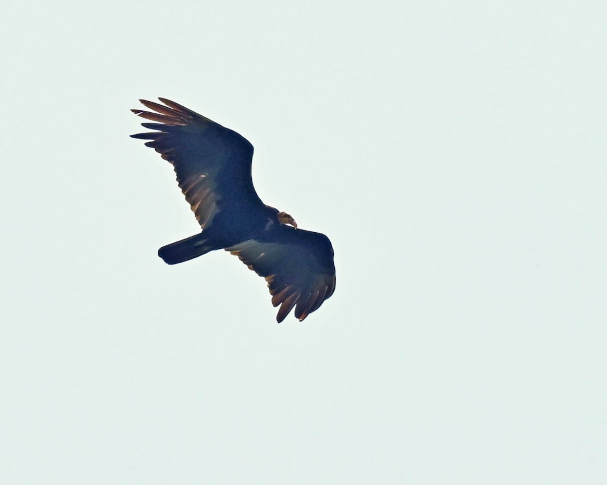 Greater Yellow-headed Vulture - ML609822964