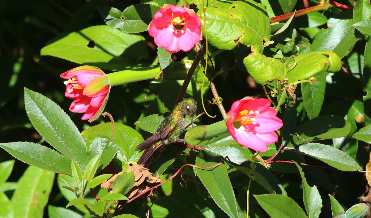 kolibřík dřišťálový (ssp. smaragdinicollis) - ML609822971