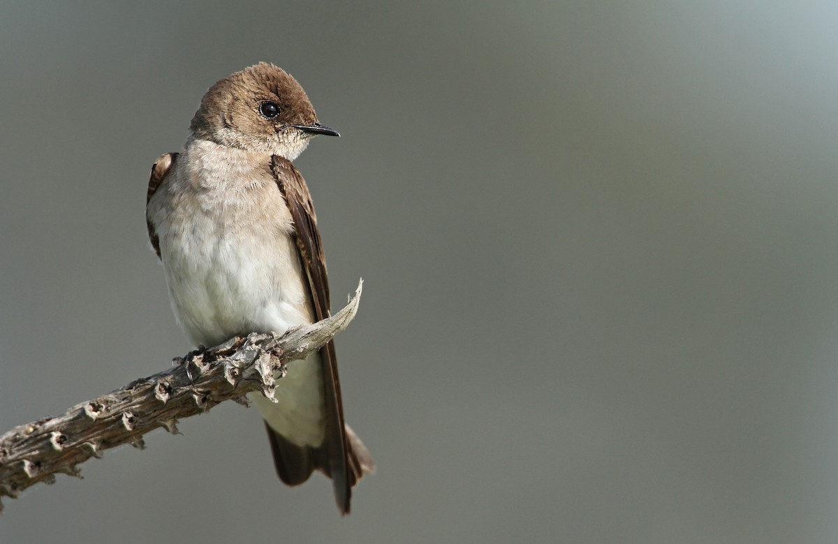 Northern Rough-winged Swallow - ML60982301