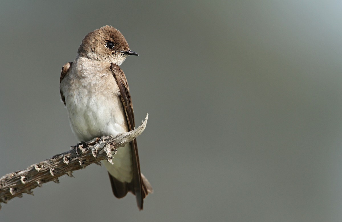 Hirondelle à ailes hérissées - ML60982301