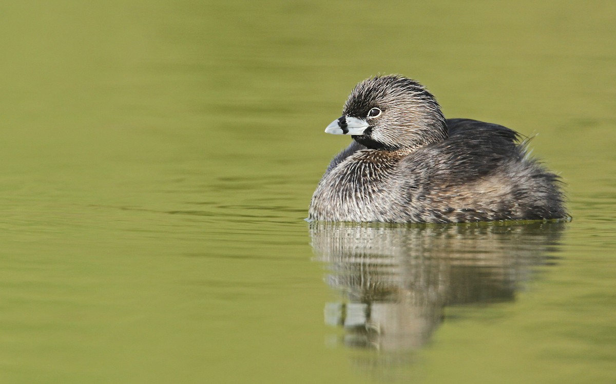 Pied-billed Grebe - Luke Seitz