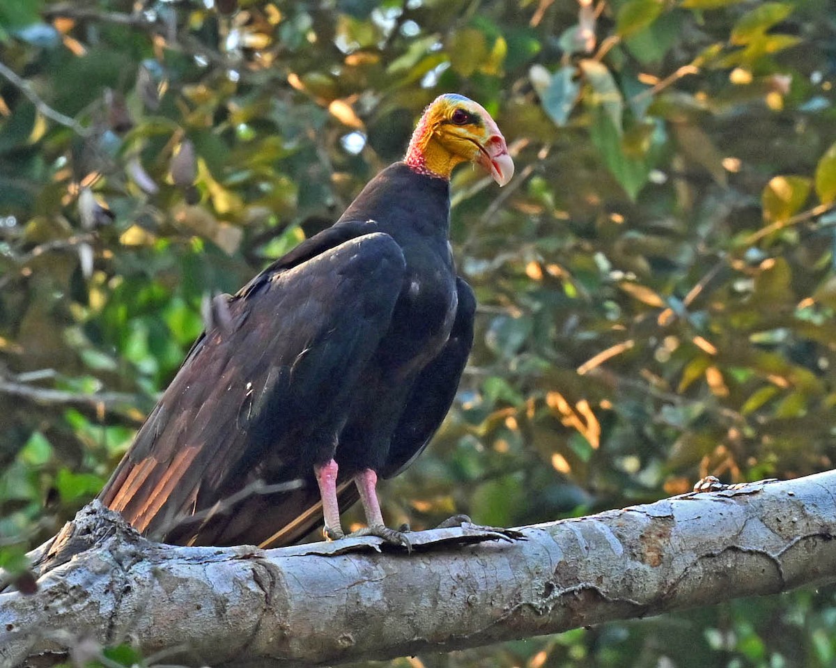 Greater Yellow-headed Vulture - ML609823155