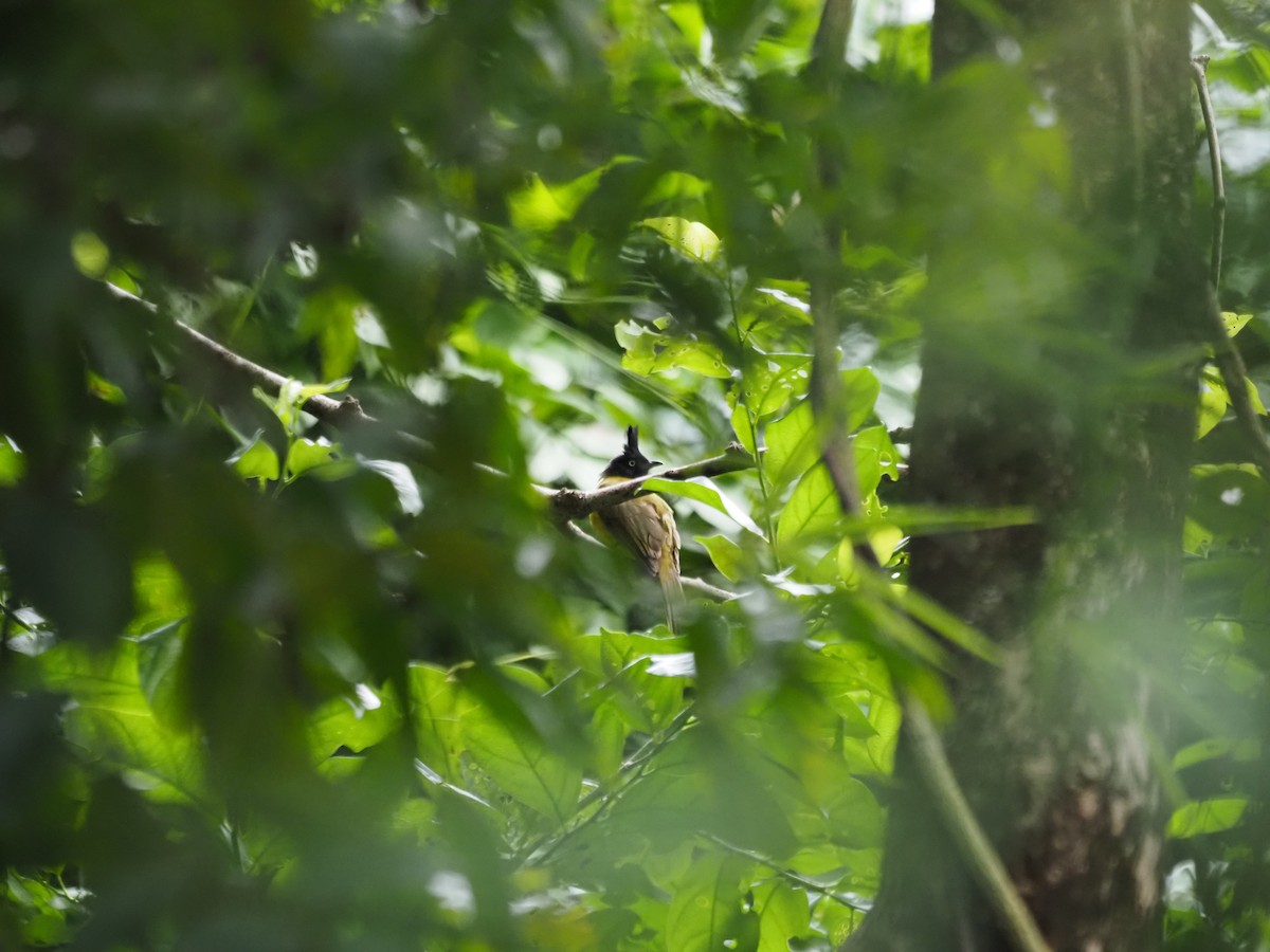 Bulbul à huppe noire - ML609823253