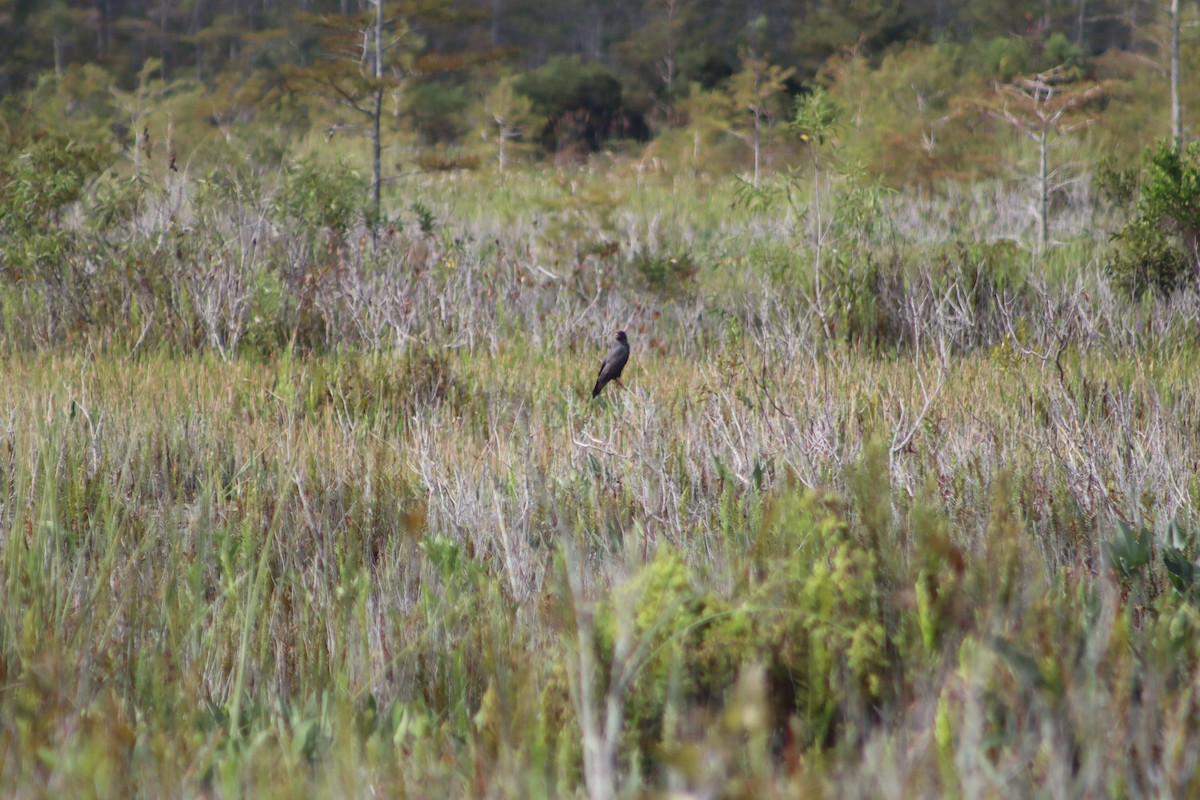 Snail Kite - ML609823335