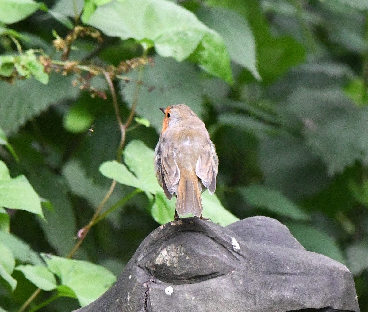 European Robin - ML609823380