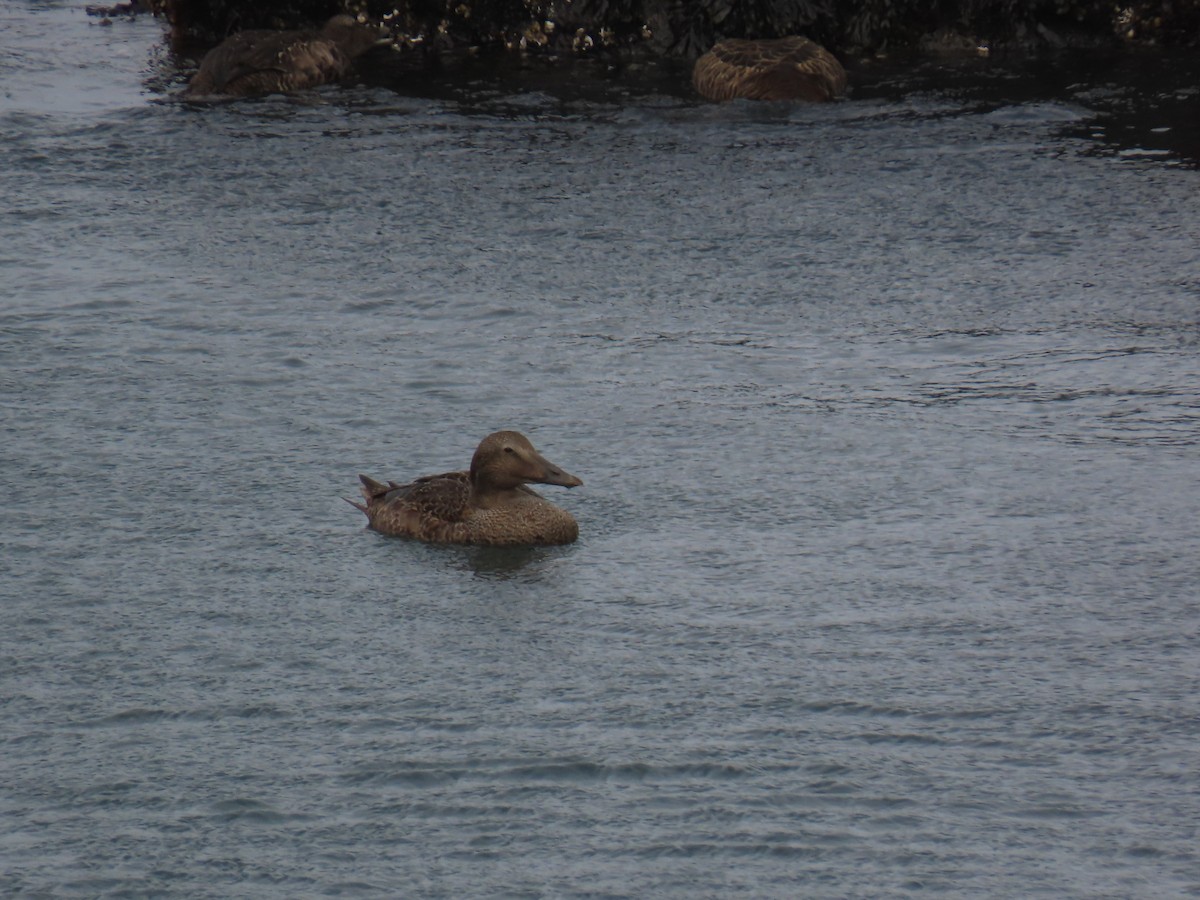 Common Eider - ML609823381