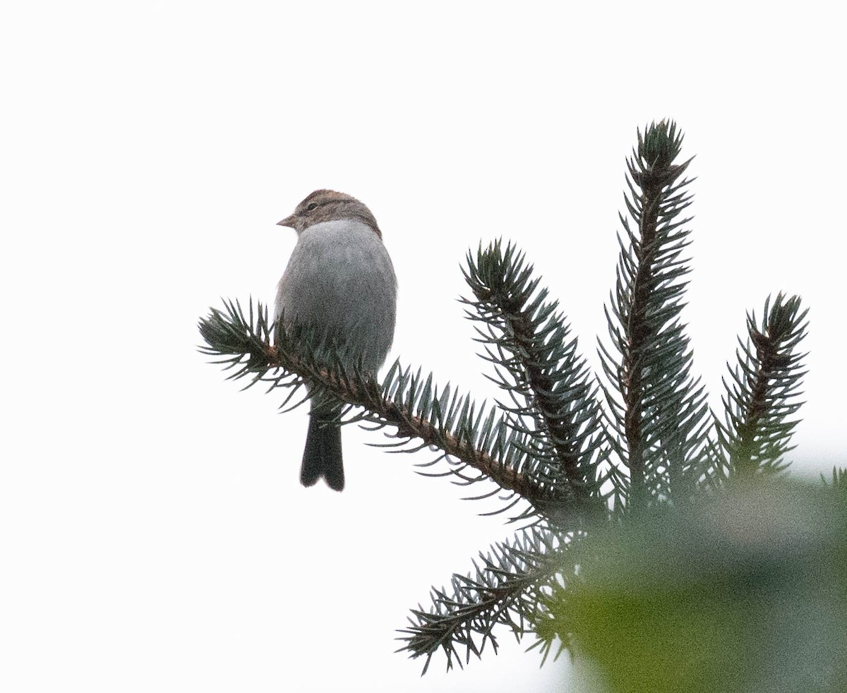 Chipping Sparrow - ML609823396