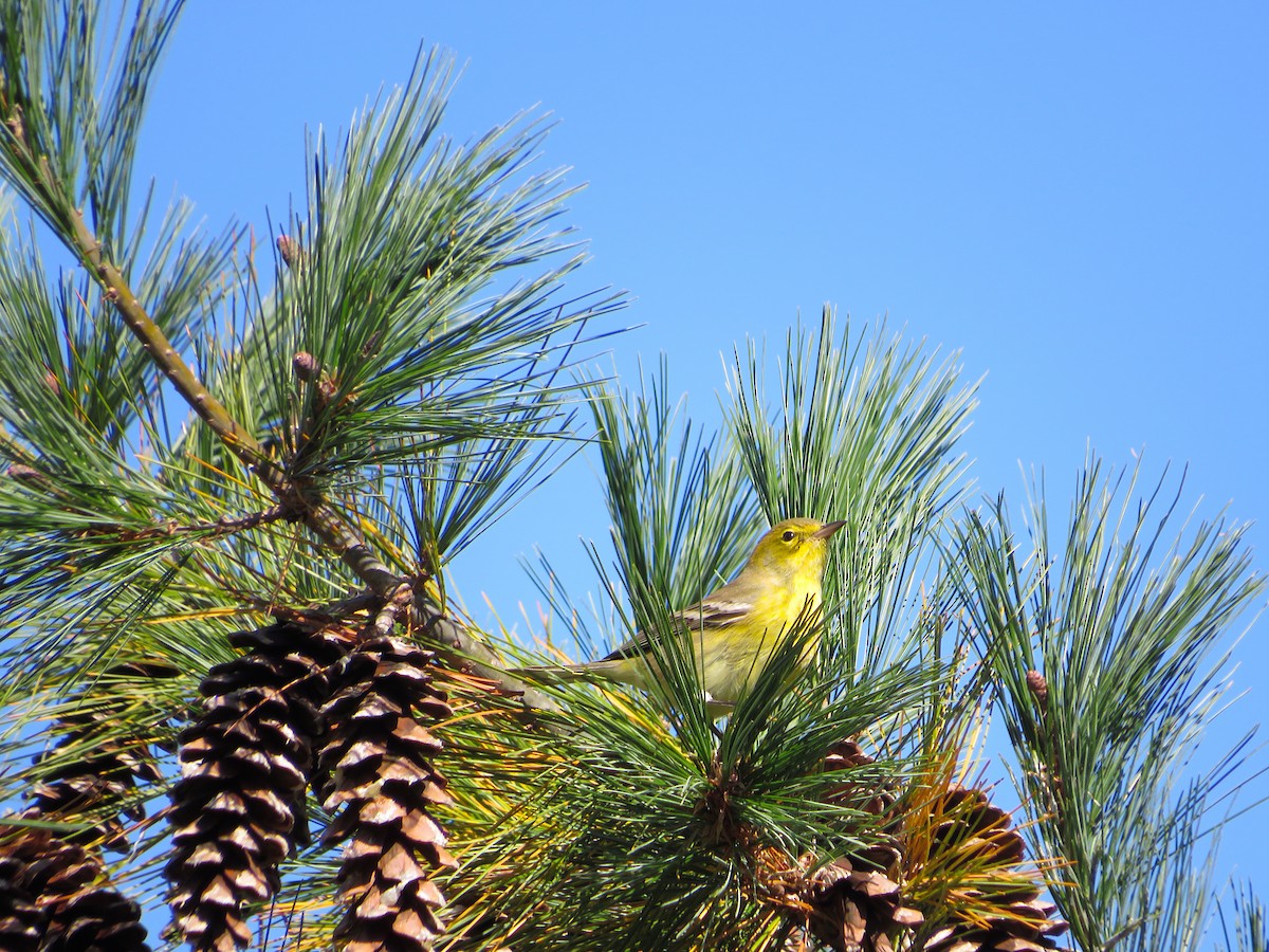 Pine Warbler - ML609823530