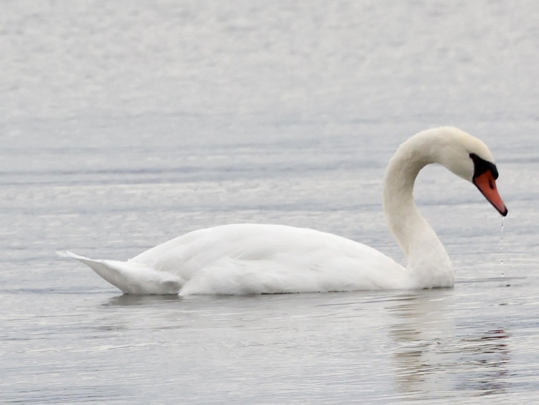 Mute Swan - ML609823550