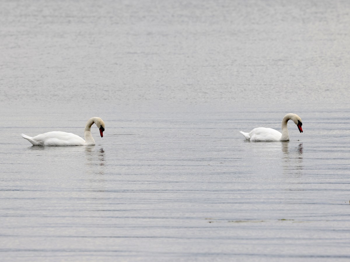 Mute Swan - ML609823551