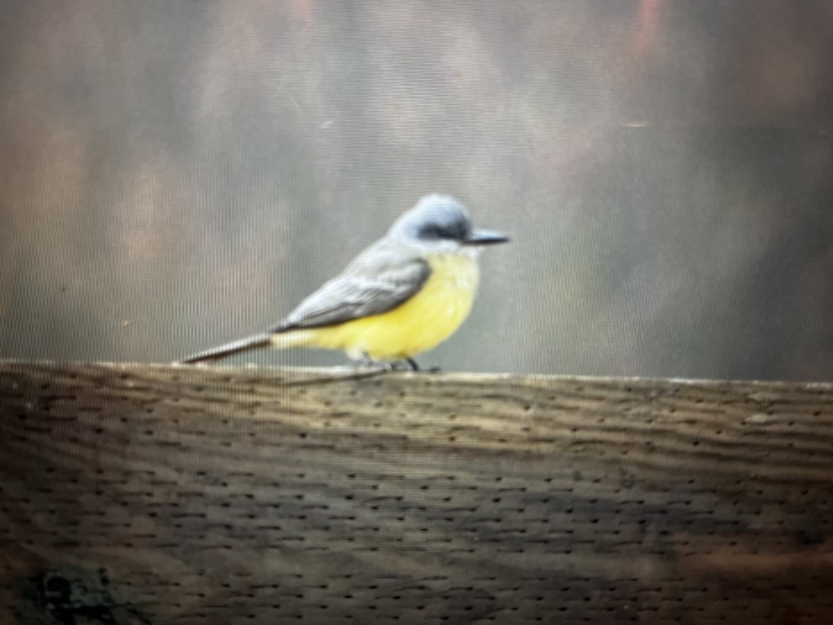 Tropical Kingbird - ML609823628