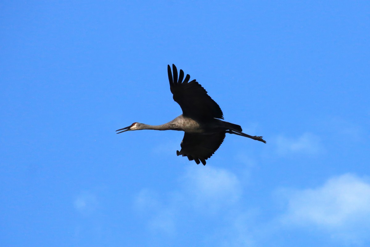 Sandhill Crane - ML609823658