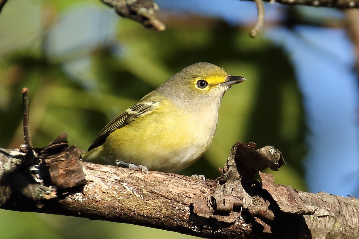 White-eyed Vireo - ML609823699