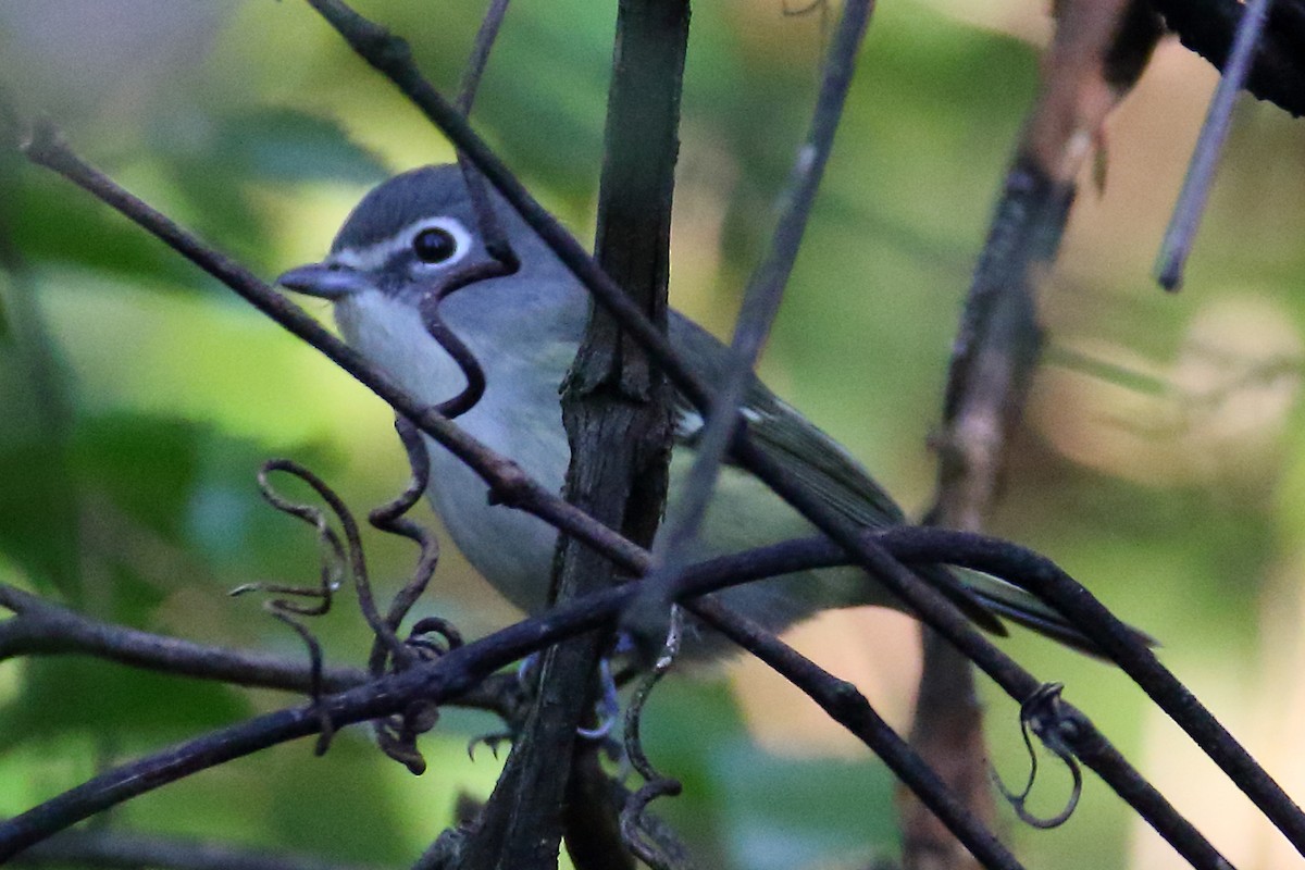 Graukopfvireo - ML609823702