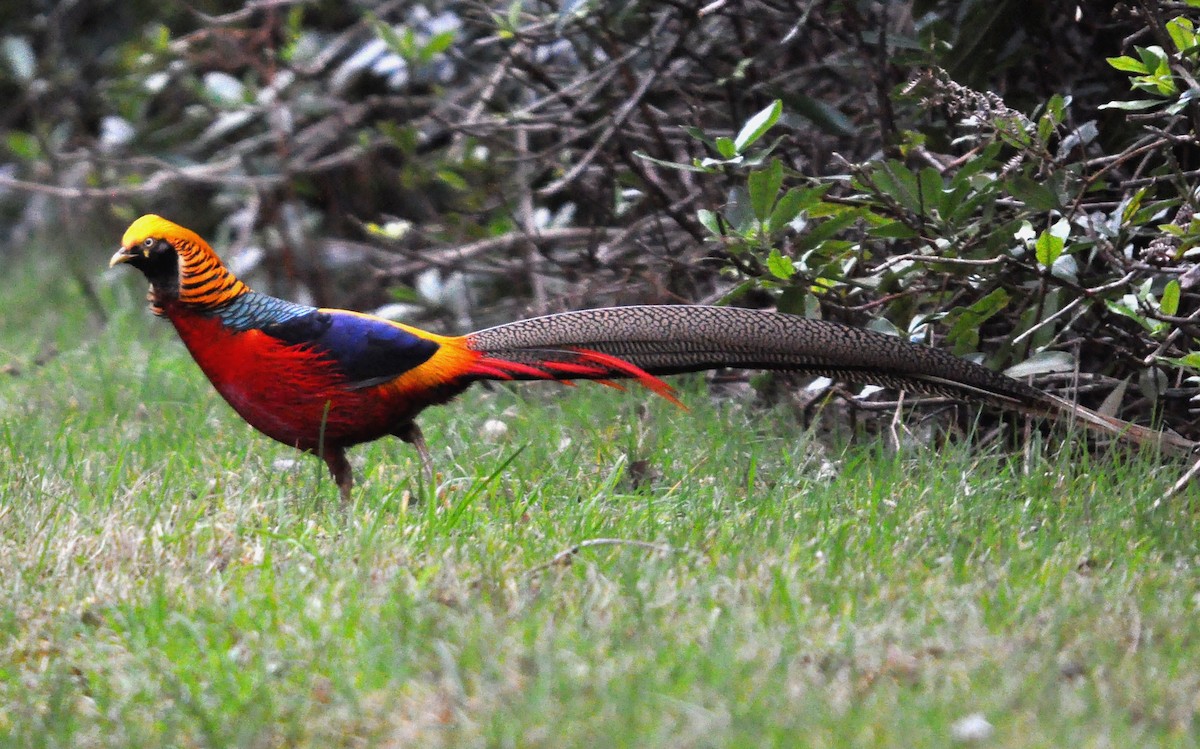 Golden Pheasant - ML609823703