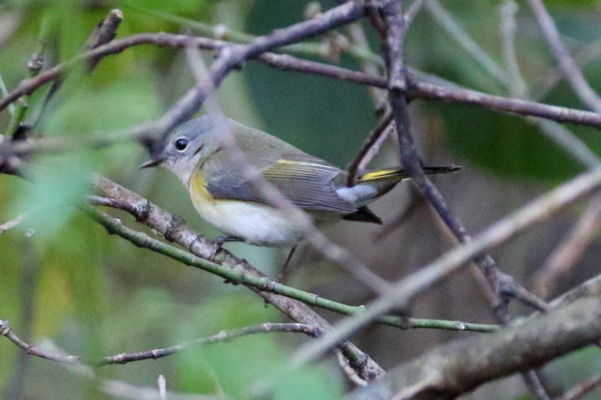 American Redstart - ML609823716