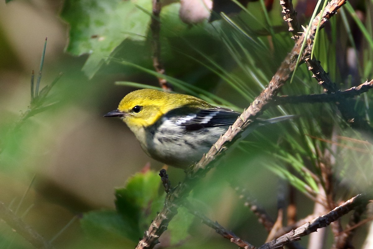 Black-throated Green Warbler - ML609823720