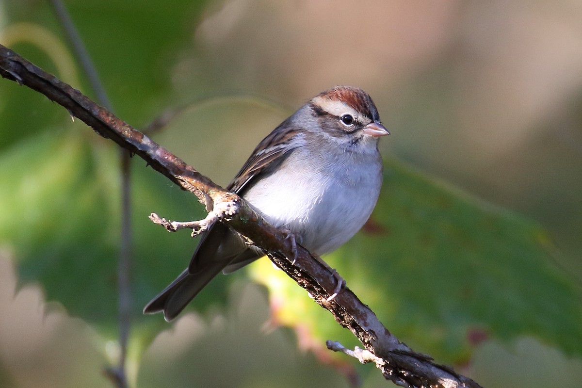 Chipping Sparrow - ML609823726