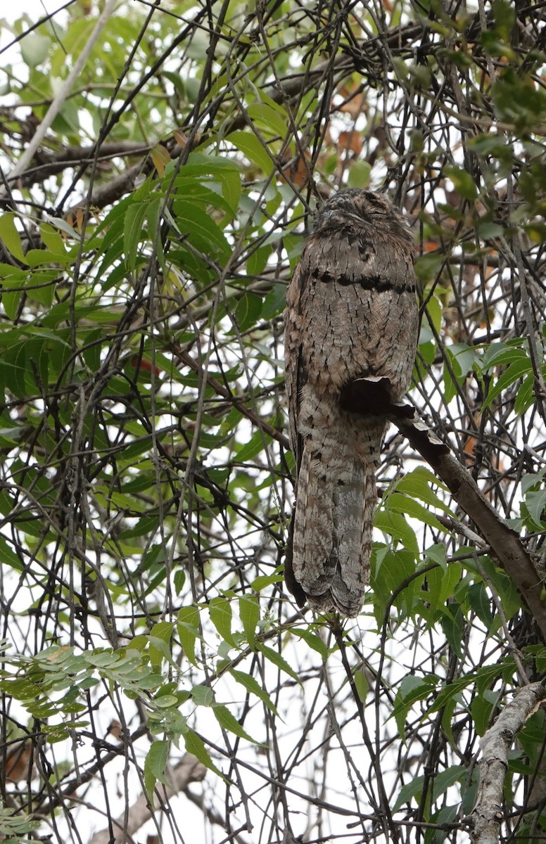 Common Potoo - Nancy Henke