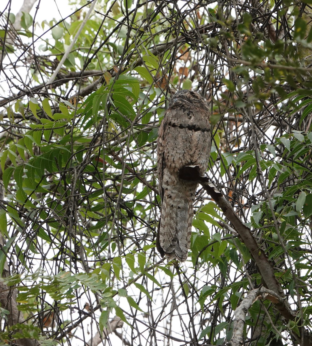 Common Potoo - Nancy Henke