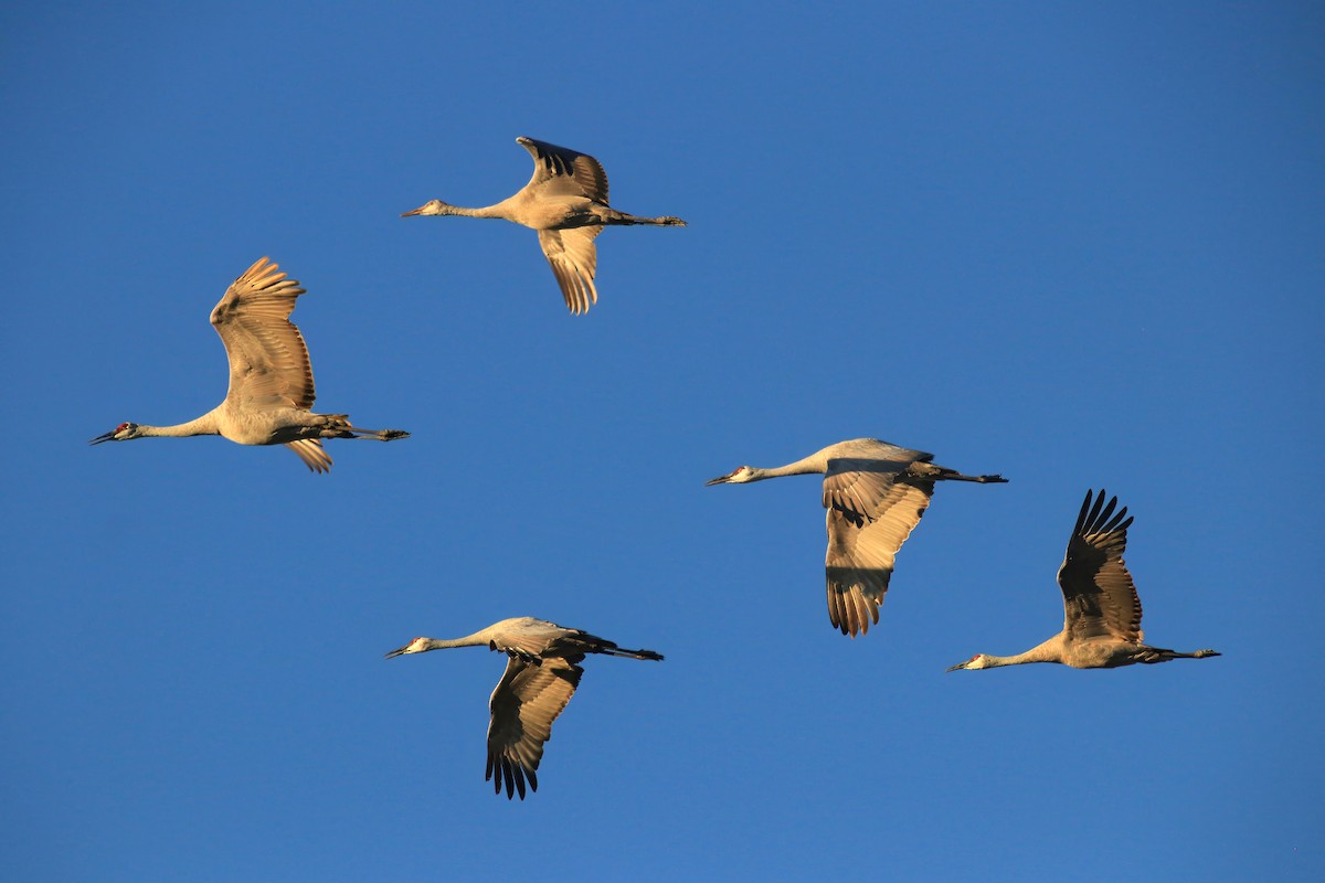 Sandhill Crane - ML609823916