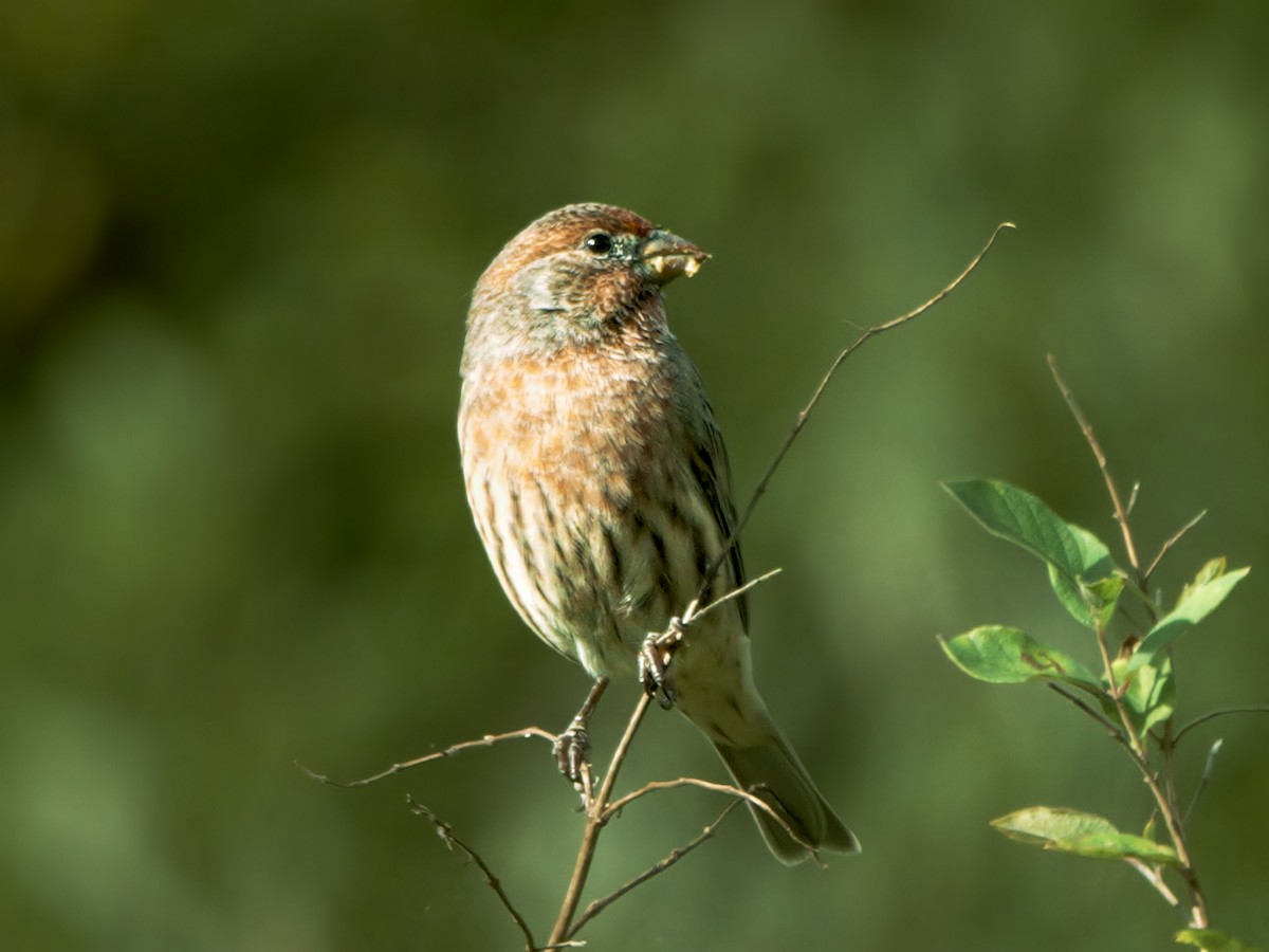 House Finch - ML609823920