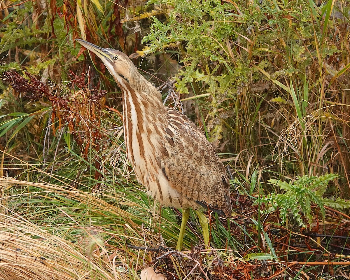 American Bittern - Randall M