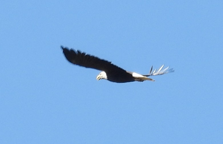 Bald Eagle - ML609823957