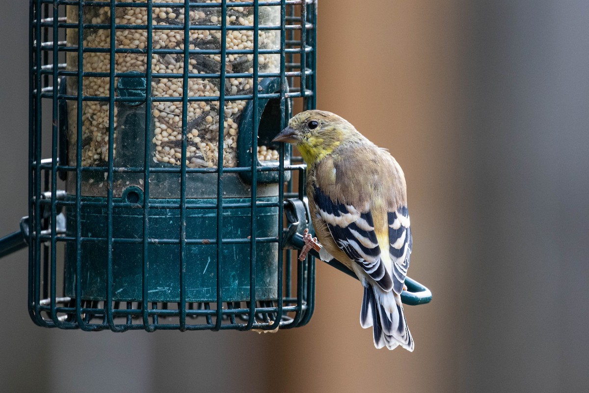 American Goldfinch - Dorna Mojab