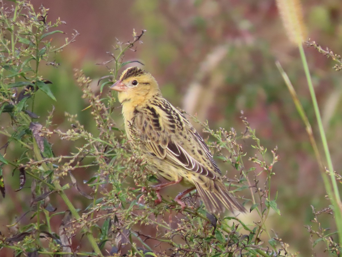 bobolink americký - ML609824019