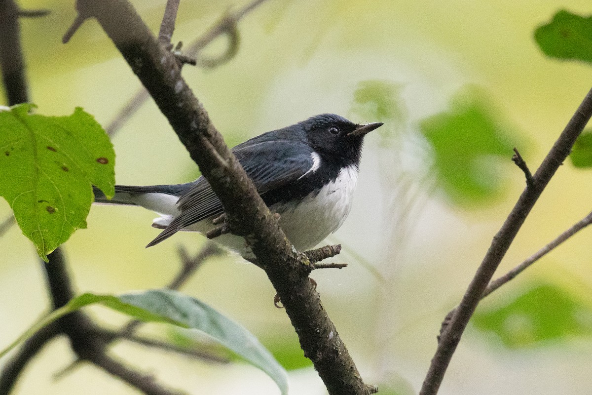Black-throated Blue Warbler - Ben Lucking