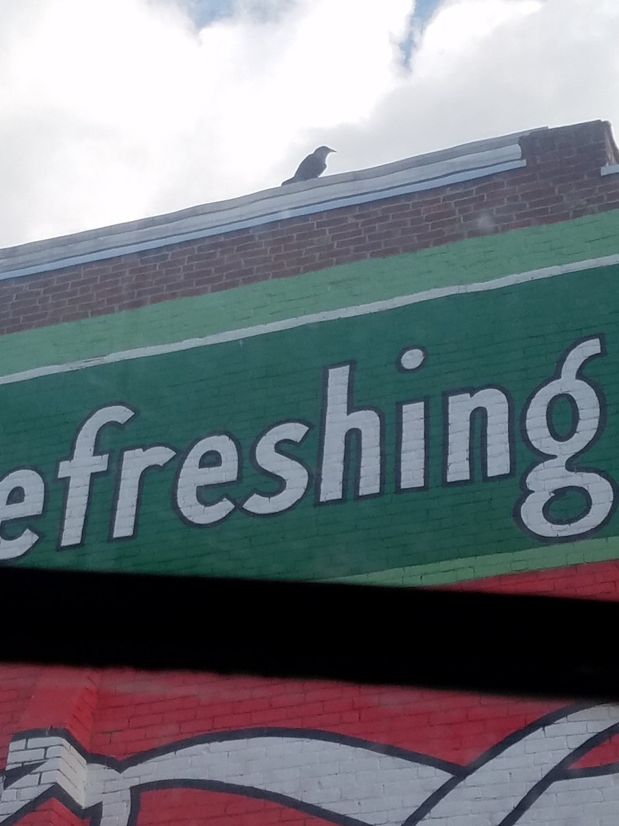 Common Raven - ML609824082