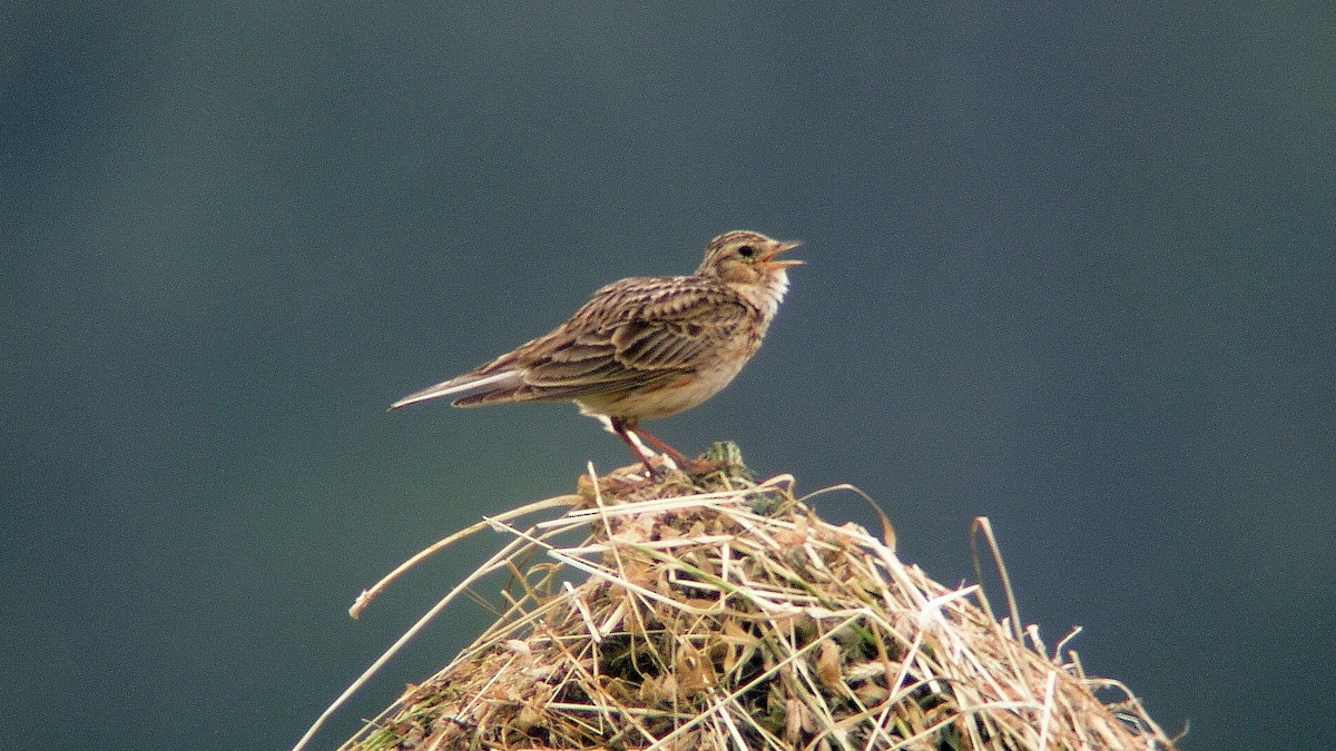 Eurasian Skylark - ML609824114