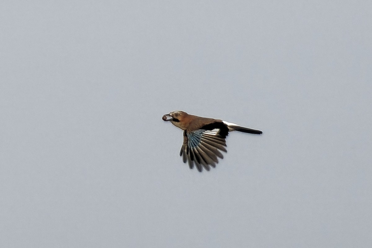 Eurasian Jay - ML609824127