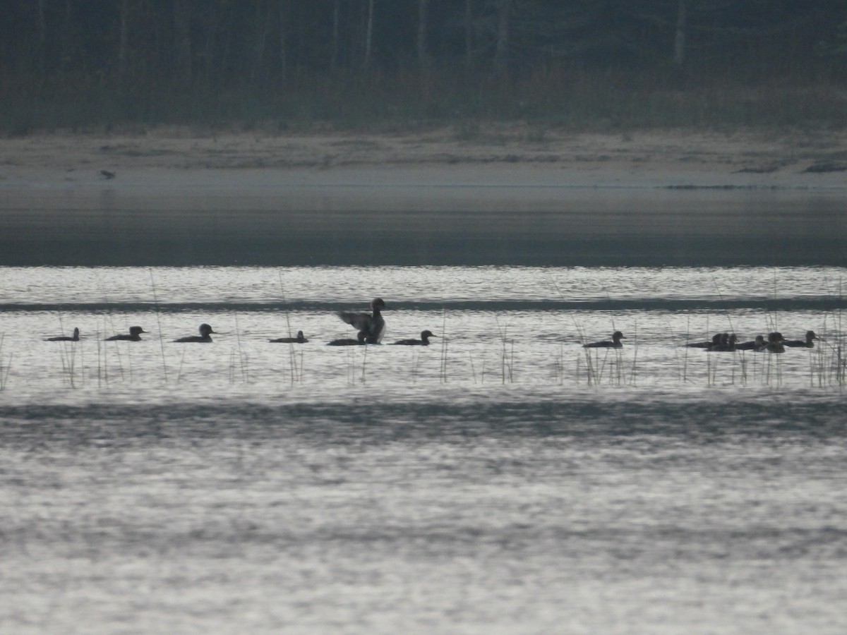 Hooded Merganser - ML609824247