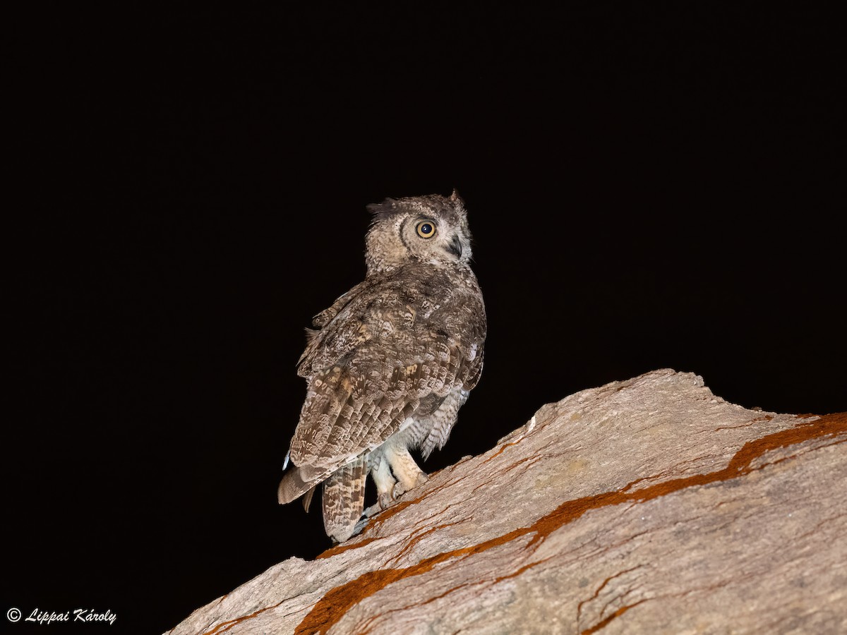 Arabian Eagle-Owl - Károly Lippai