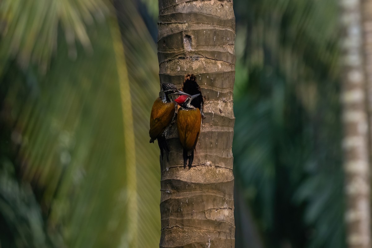 Malabar Flameback - Aditya Rao